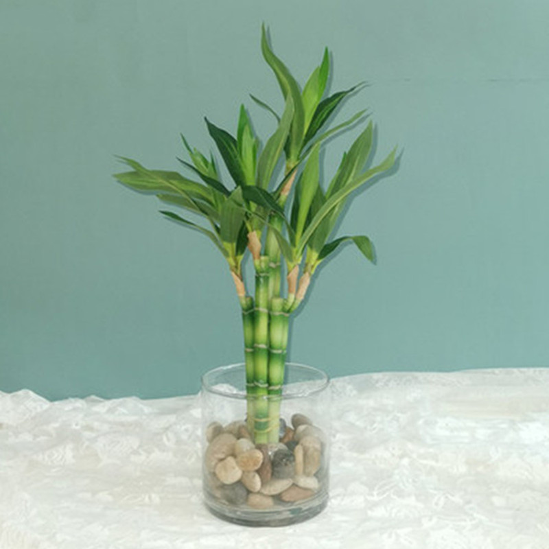 Aquarium Fish Types - Nouvelle plante artificielle Bambou porte-bonheur de