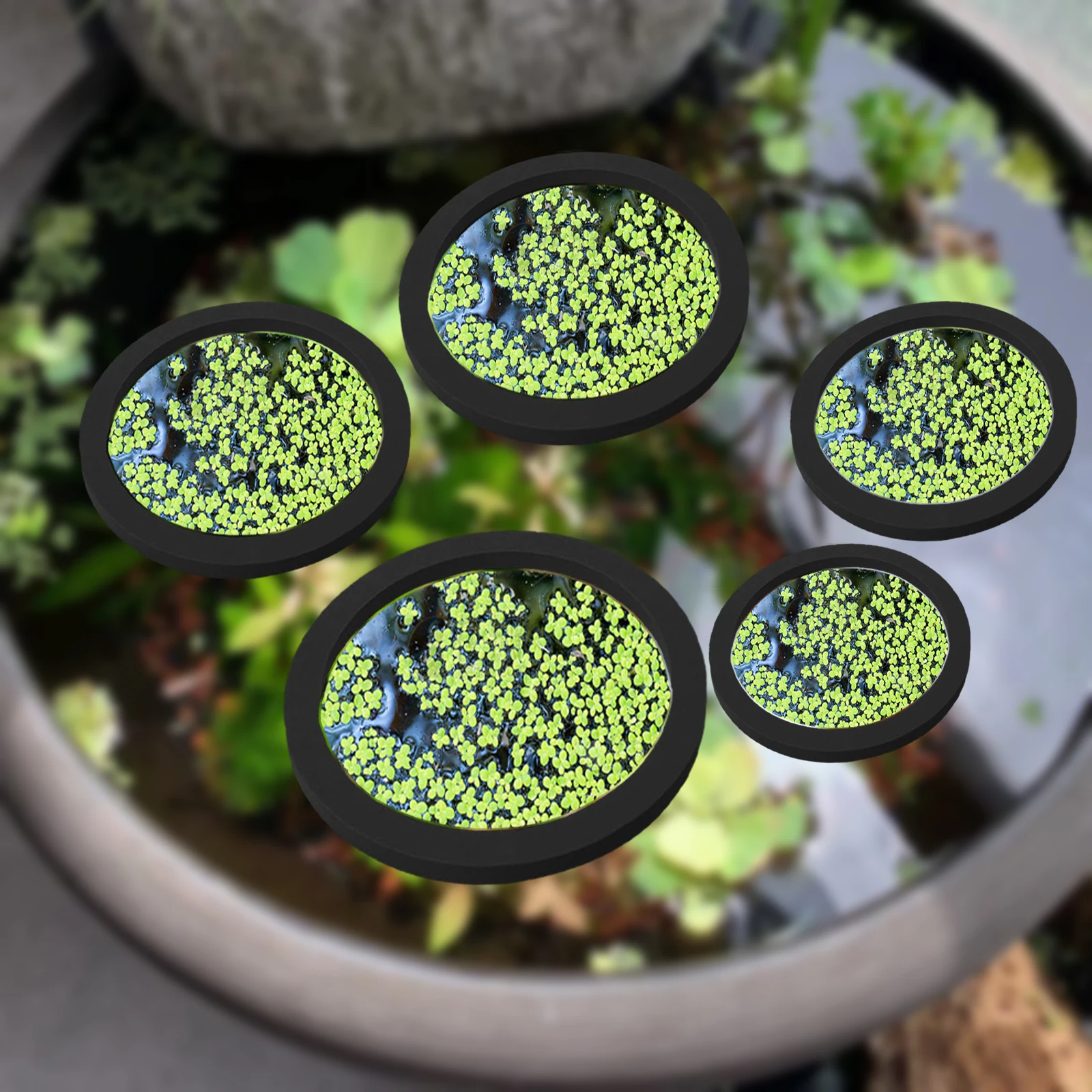 Aquarium Fish Types - Anneaux d'Alimentation pour Aquarium, Plante Flottante,