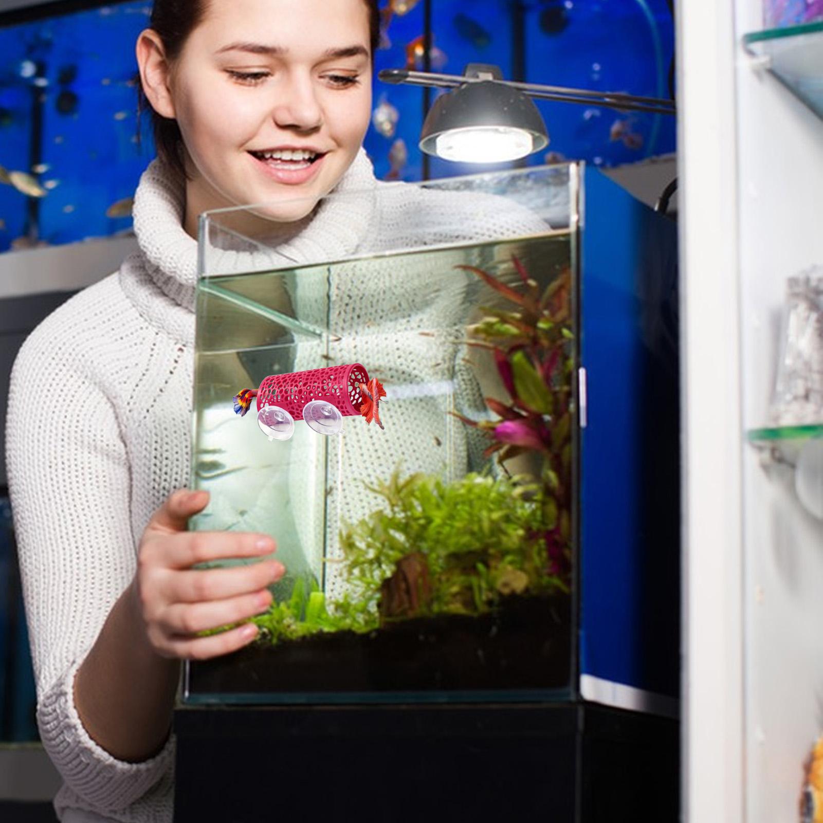 Habitat pour betta, abri de re - Aquarium Mini Fish avis et prix
