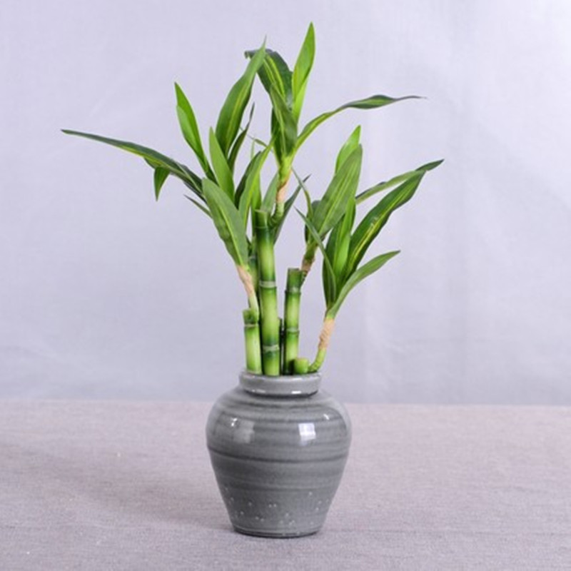Nouvelle plante artificielle B - Aquarium Fish Types avis et prix