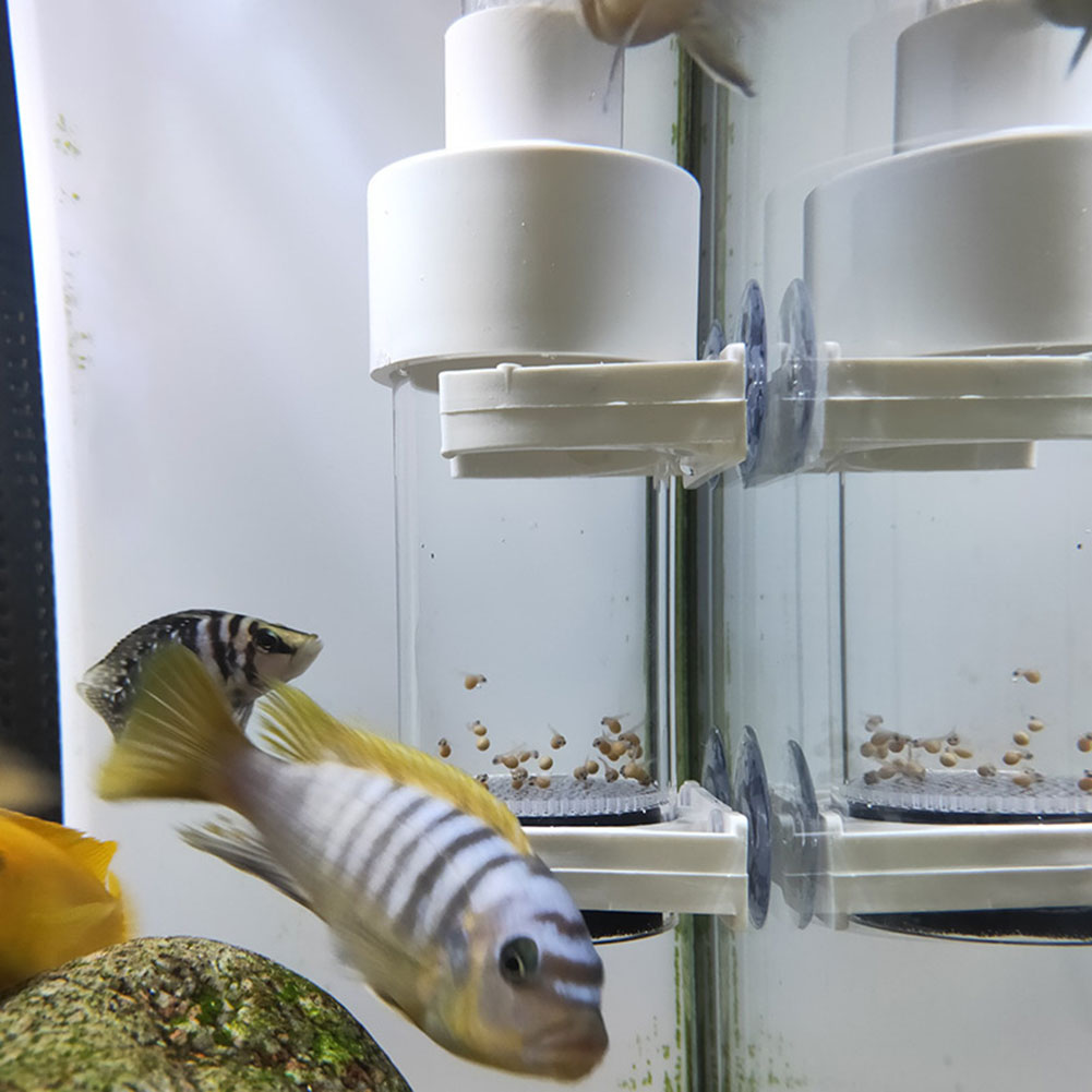 Incubateur à œufs de 40 mm pou - Aquarium Fish Cichlid avis et prix