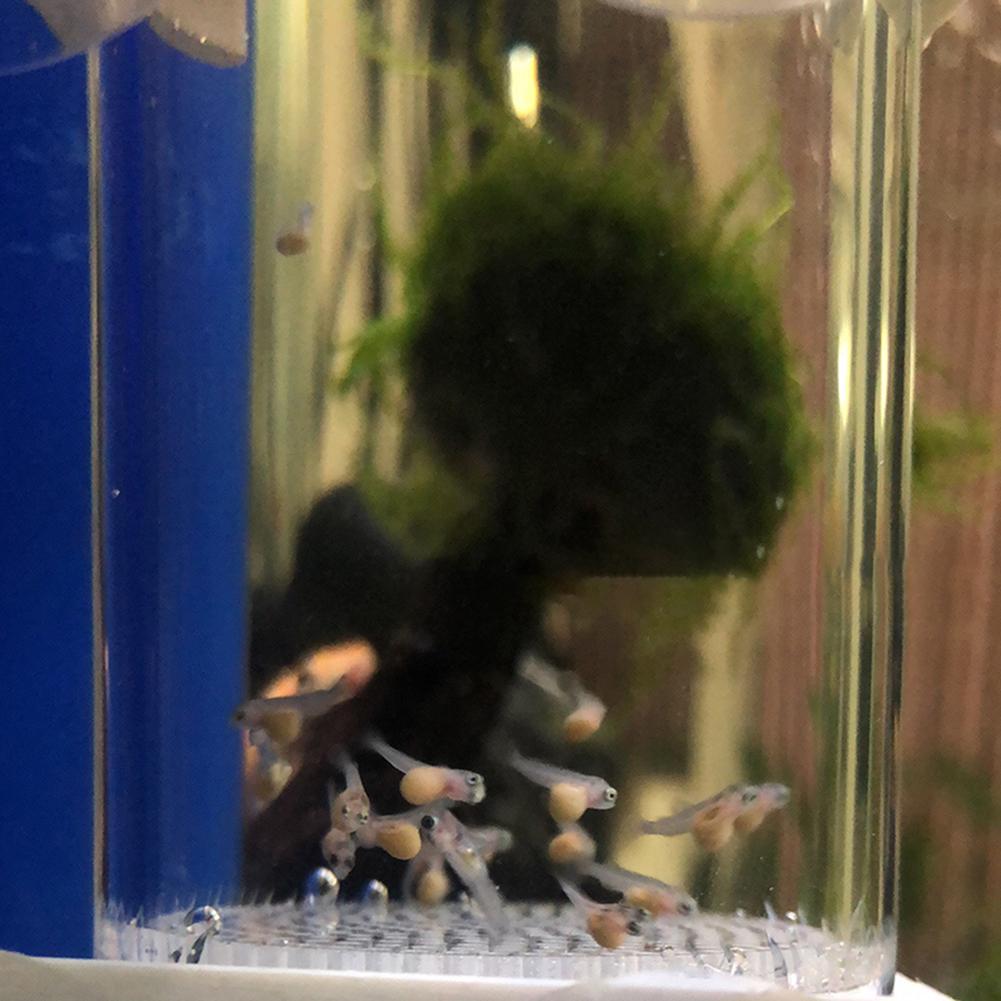 Incubateur à œufs de 40 mm pou - Aquarium Fish Cichlid avis et prix