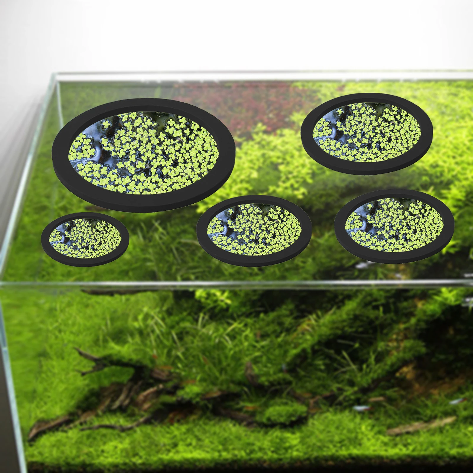 Anneaux d'Alimentation pour Aq - Aquarium Fish Types avis et prix
