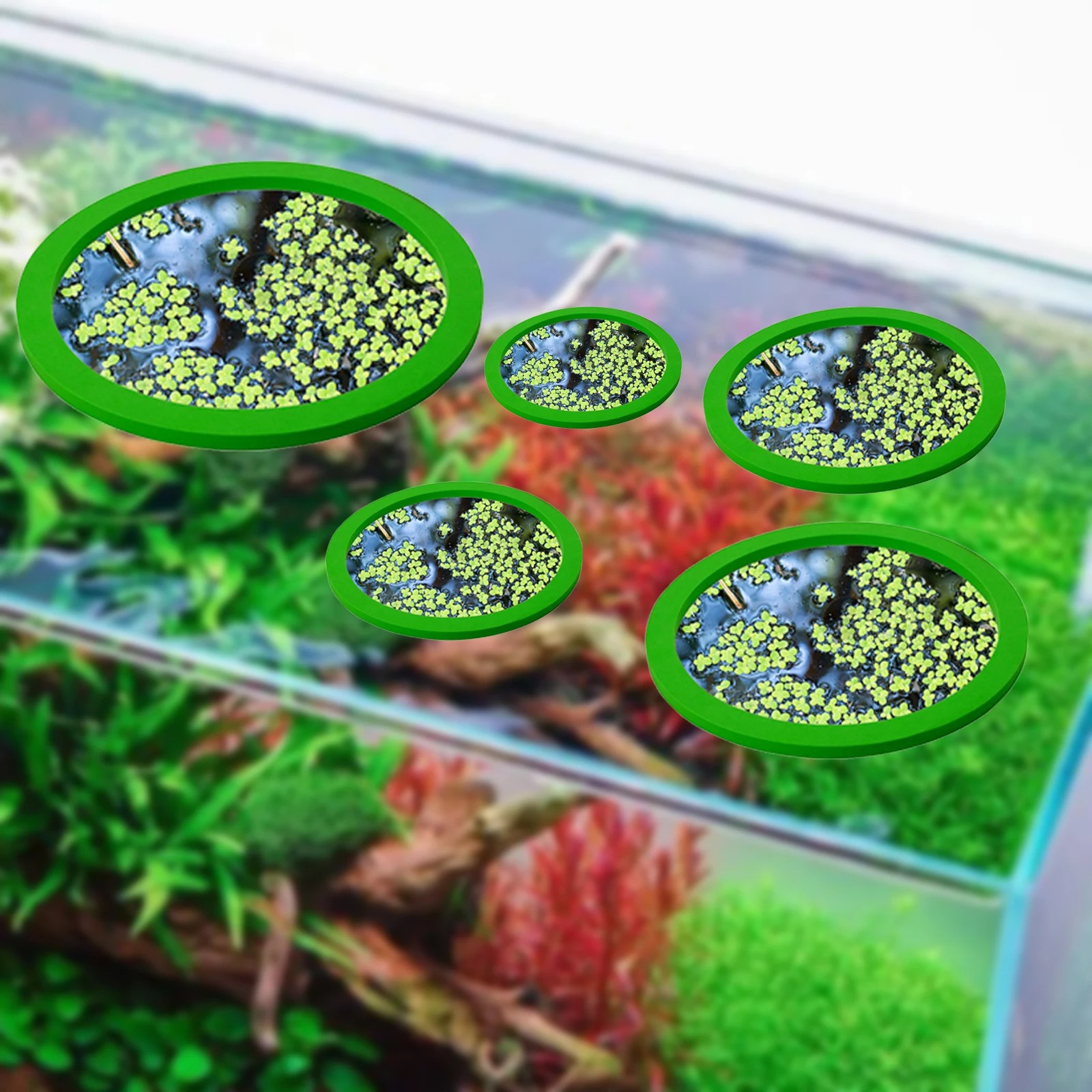 Anneaux d'Alimentation pour Aq - Aquarium Fish Types avis et prix