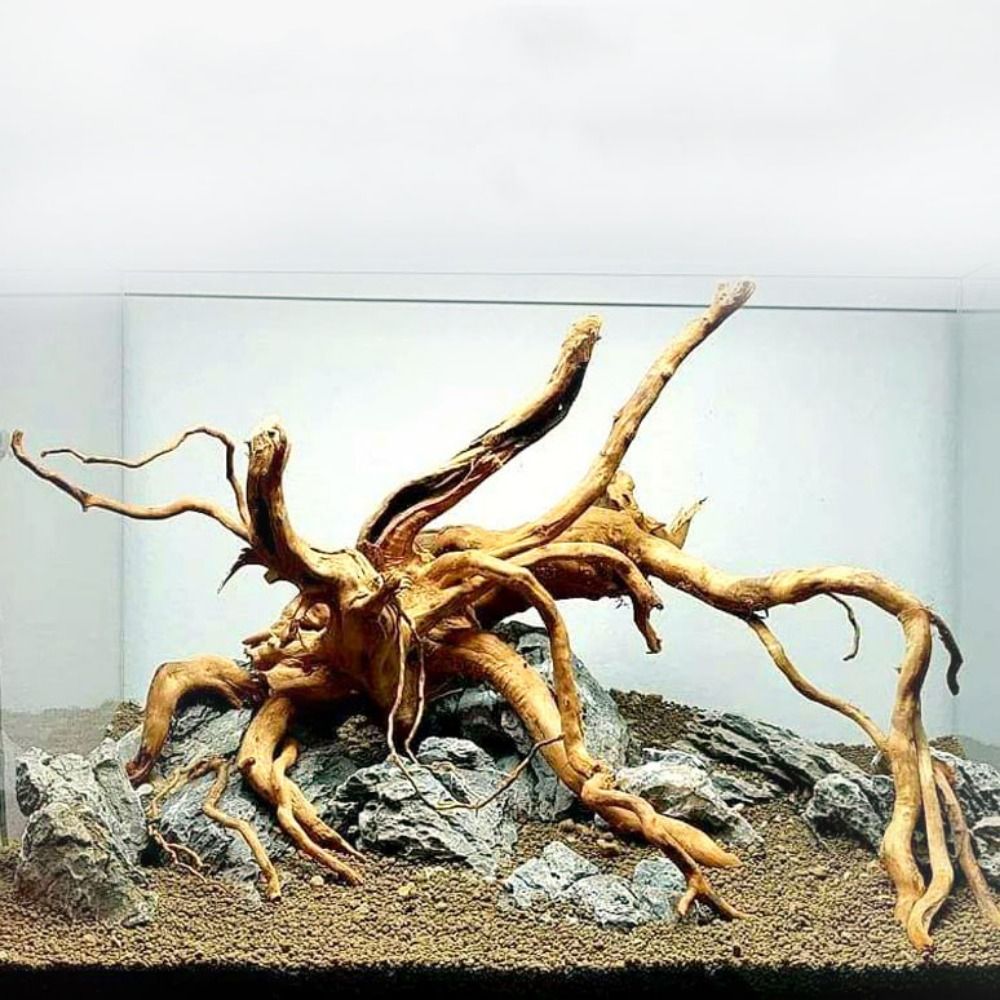 Bois flotté naturel de 20-25 c - Aquarium Xxl avis et prix