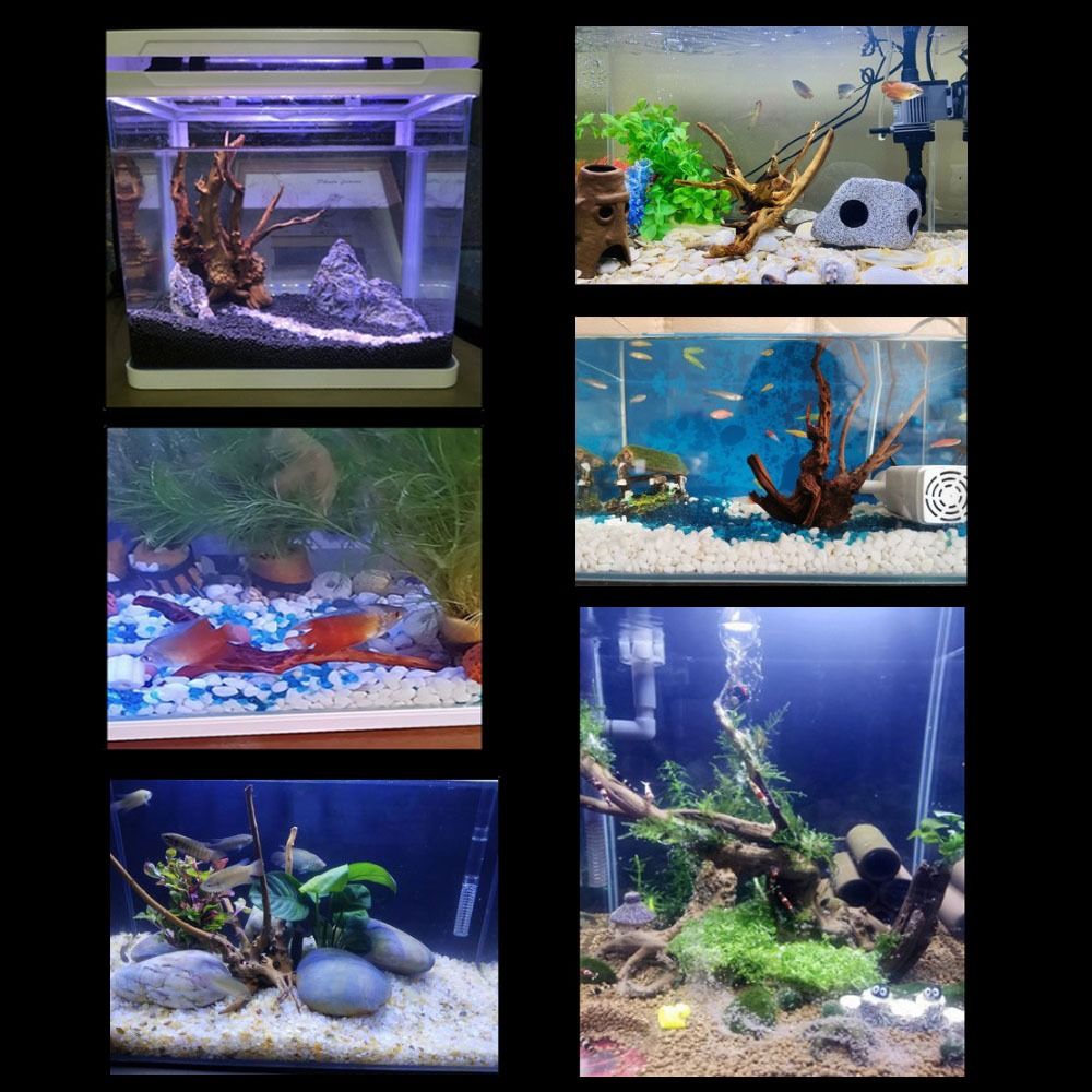 Bois flotté naturel de 20-25 c - Aquarium Xxl avis et prix
